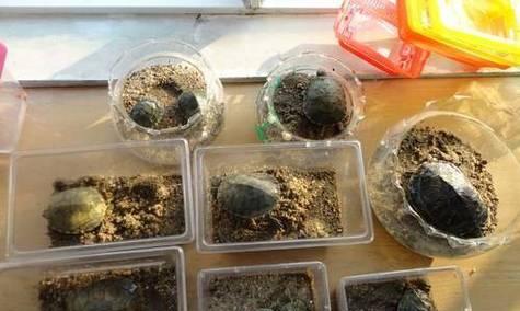 养龟人需要注意的冬眠温度（不同乌龟种类的冬眠温度差异及关键要点）