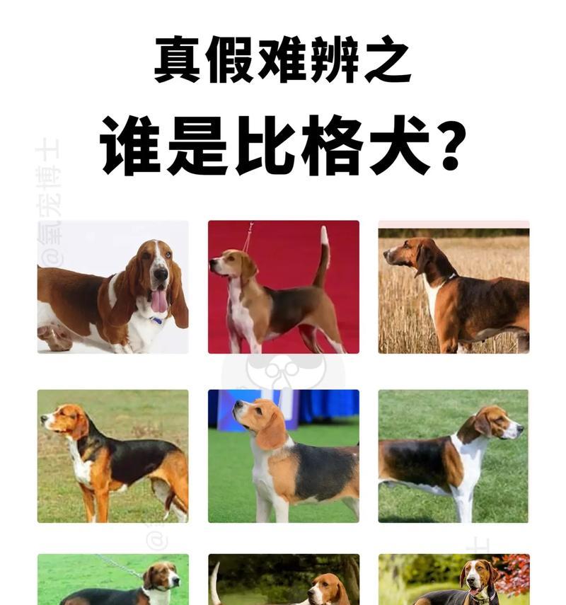 比格犬与巴吉度的价格及区别（价格差异大，了解区别才能做出明智选择）