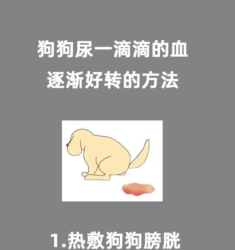 狗狗尿液黄的原因及注意事项（喝水少并非唯一原因，注意以下几点来解决问题）