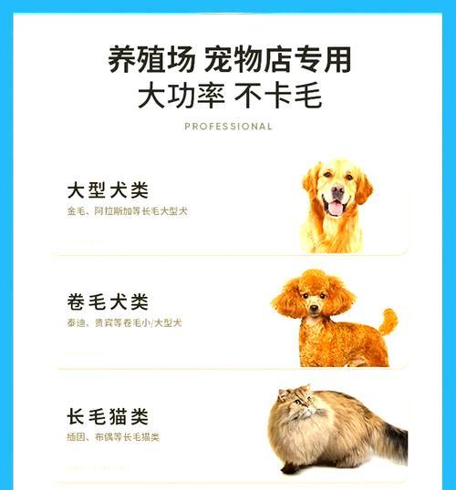 泰迪狗剃毛的最佳时机（掌握剃毛的关键时间，让泰迪宠物更健康）