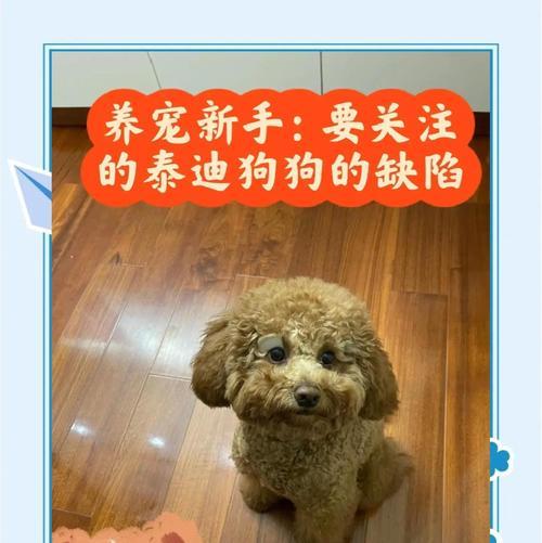 泰迪犬的繁殖周期及孕期长度研究（探索泰迪犬下崽需要的时间和注意事项）