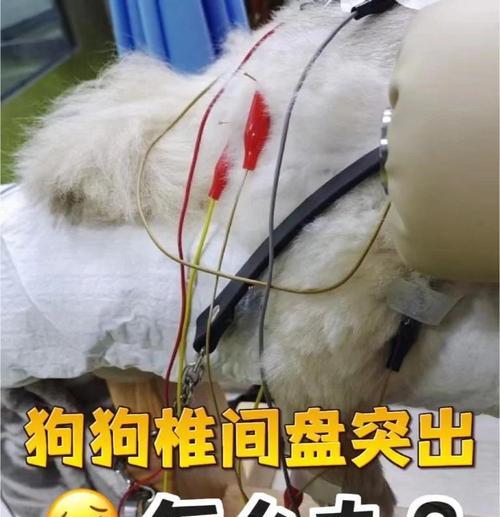 狗狗脊椎骨裂压迫神经，生命几何？（揭秘狗狗脊椎骨裂疾病，神经受压对生存的影响）