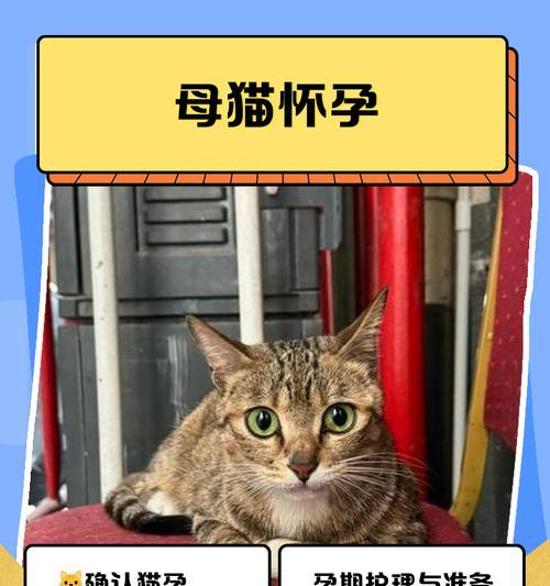 猫咪怀孕后的生产时间及注意事项（猫咪生产周期、健康监测和生产环境准备）
