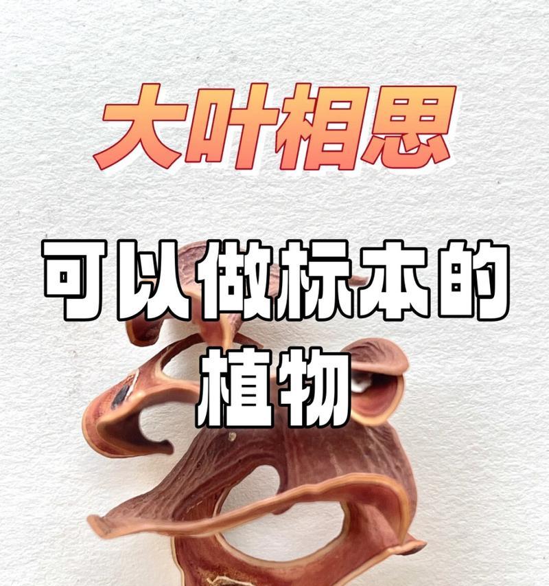 探索赫曼豆科植物的多样性与生态意义（揭示赫曼豆科植物的进化路径及其对环境的适应性）