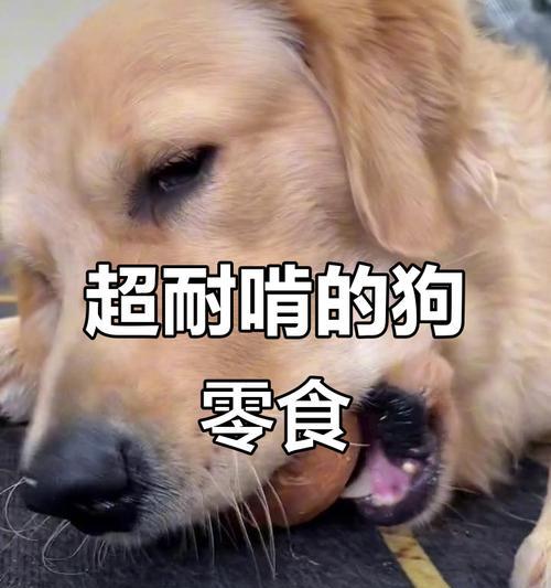 小狗磨牙的症状及相关注意事项（了解小狗磨牙的常见症状与保护牙齿的方法）