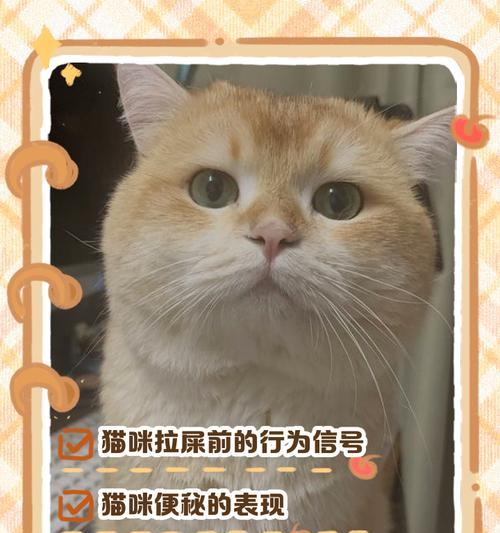 猫咪的排便习惯解析（了解猫咪的拉屎频率和时间间隔，帮助猫主人更好地照顾宠物）