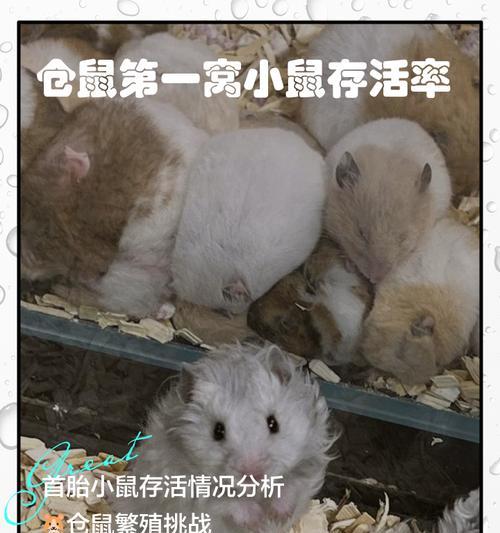 仓鼠的合适分笼时机（新生仓鼠何时需要分笼？）