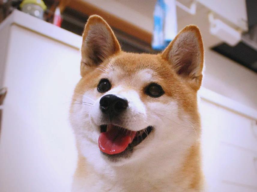饲养柴犬须知（了解柴犬的特点，选择最适合自己的宠物伴侣）