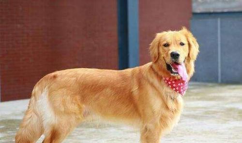 《纯种金毛犬的7个特点及如何判断你的狗狗是否为纯种》（探寻纯种金毛犬的独特特点和鉴别方法）