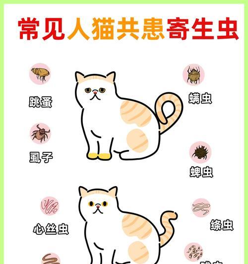 揭秘猫外寄生虫（了解猫外寄生虫的种类、症状和预防方法）