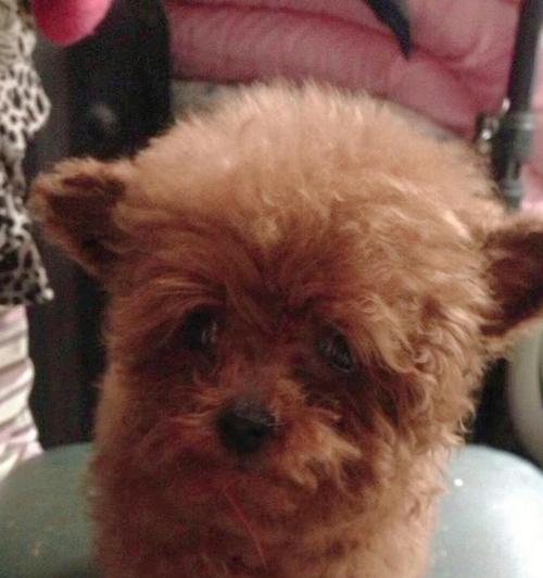 优雅高贵的约克夏犬（比贵宾犬更像贵妇，长毛飘飘的小公主）