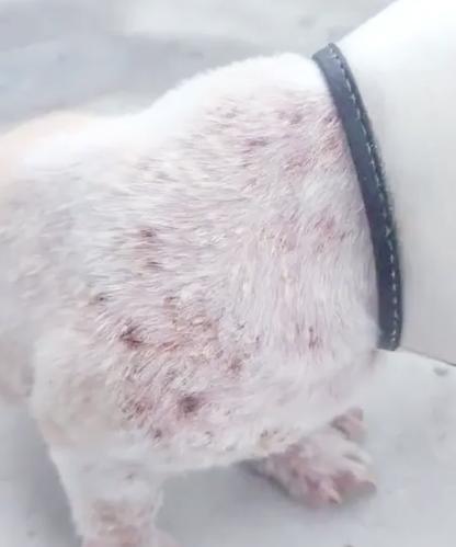 犬蠕形螨治疗时间长短的关键因素是什么？（探索犬蠕形螨治愈过程中的关键因素和时间预期）