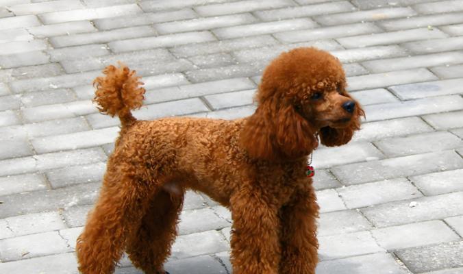 如何选择一只适合你的泰迪犬（从外观到性格，教你选出心仪的泰迪犬）