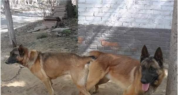 犬类交配后“锁”住的原因及其重要作用（解析犬类交配时的“锁定”现象及其生物学意义）
