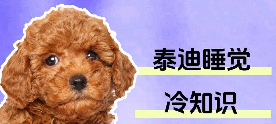 泰迪冷了的表现及应对措施（泰迪冷了会表现出的症状和解决方法）