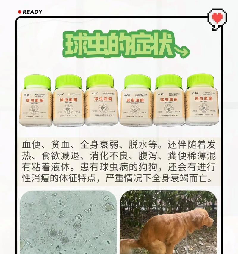 狗肚子里有球虫的常见反应（了解球虫感染的症状和处理方法）