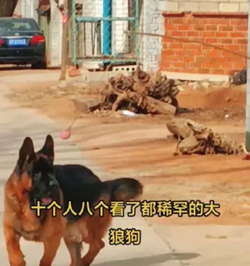以锤系德牧立耳器拆除的最佳时间（如何确定适当的拆除时间以及影响因素）