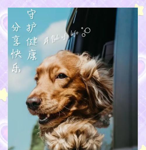狗狗不能以海鲜为主食的原因（深入了解狗狗食物需求和适应性，避免给予不适合的食物）