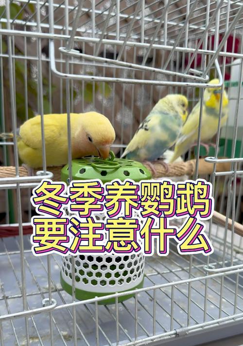 不适合养鹦鹉的品种有哪些？（了解这些品种，避免养错鹦鹉）