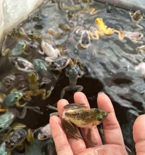 宠物蛙的品种与寿命（了解宠物蛙的品种及其寿命，选择适合自己的宠物蛙）