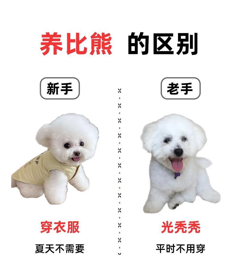 比熊幼犬夏季洗澡的频率（探讨比熊幼犬夏季洗澡的最佳时间与频率）