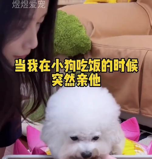 成犬狗狗的饮食需求及喂食频率剖析（了解成犬狗狗的饮食需求，让它们健康快乐生活）