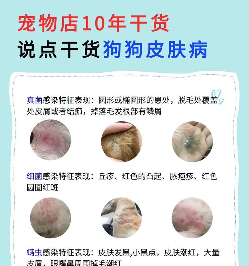 金毛狗皮肤病的康复之路（探寻金毛狗皮肤病的治愈之道）