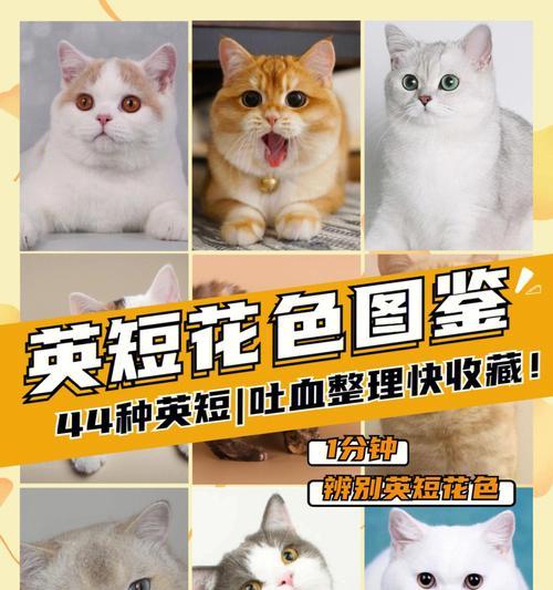 英短猫（揭秘英短猫七种常见颜色的市场价格和特点）