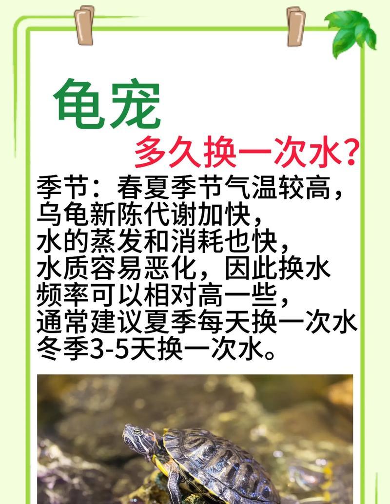 草龟饲养水位的最佳选择（以草龟最适宜的饲养水位是多少？饲养草龟的小知识）