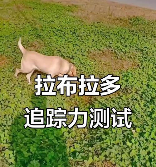 拉布拉多犬（探索拉布拉多犬聪明才智的无限潜能）