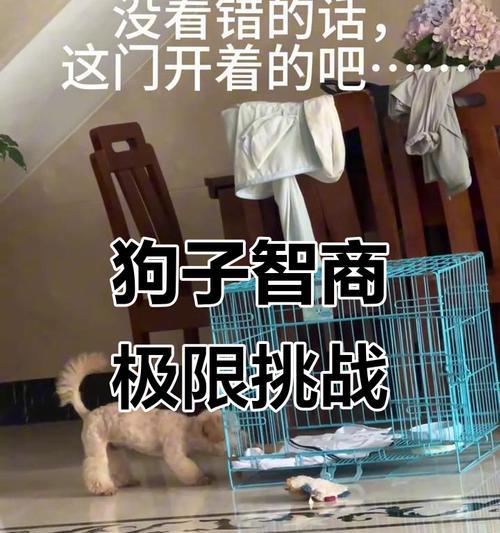 泰迪的占有欲（探寻泰迪对于物品和人的独占欲与需求）