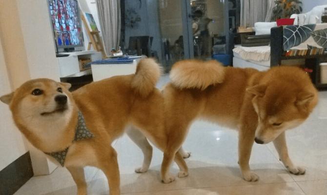 为什么狗交配时的两尾锁结30分钟仍未被淘汰？（探究狗交配时两尾锁结的原因与危险性）