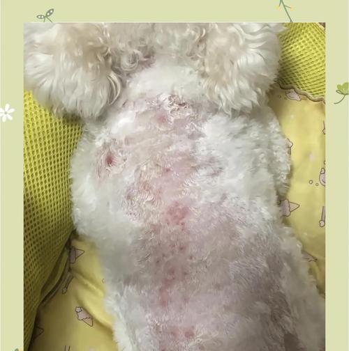 夏季狗狗皮肤病全攻略（了解狗狗夏季皮肤病的预防和治疗方法）