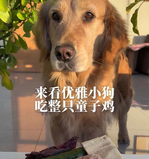 让狗吃上安全和营养均衡的生骨肉，7个简单规则教你如何做到
