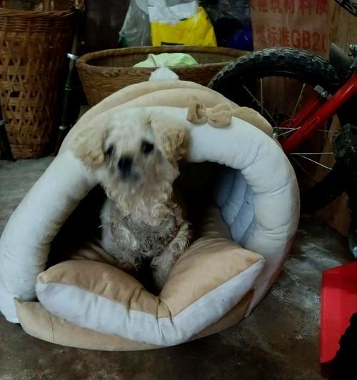 从配对到出生，比熊犬生产过程大约需要多久？（了解比熊犬繁殖周期及生产过程的时间安排）