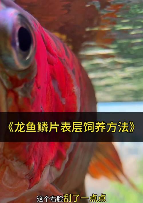 银龙鱼养水多久？（了解适合银龙鱼的水质和水温）