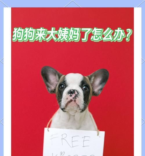 狗狗的生理期（狗狗经期的时间和症状，让你更了解你的宠物）