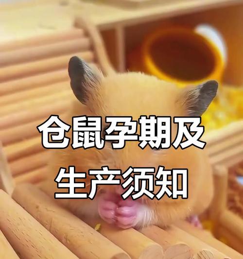 仓鼠同房后的怀孕症状详解（揭秘仓鼠交配后的身体变化及孕育宝宝的迹象）