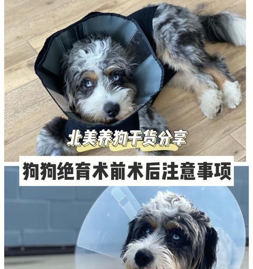 狗狗绝育年龄（了解狗狗绝育的最佳时间和禁忌年龄）