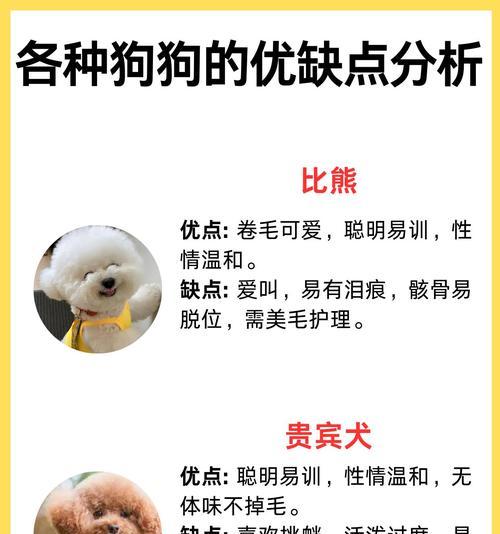 边牧（中华田园犬缺席榜单，智商待考证）