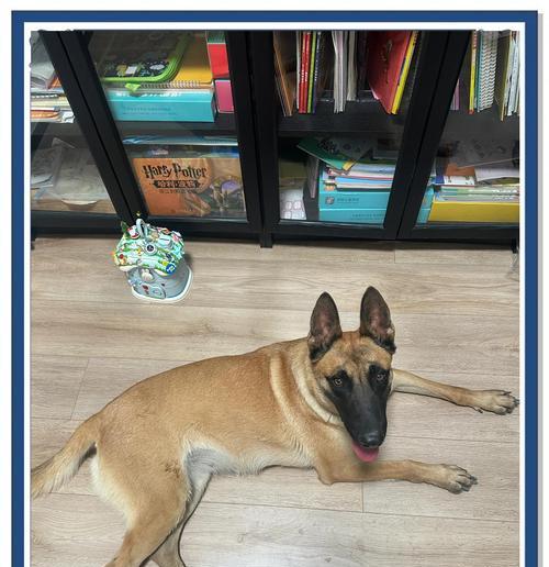 以马犬疫苗接种指南（了解以马犬疫苗接种时机和注意事项）