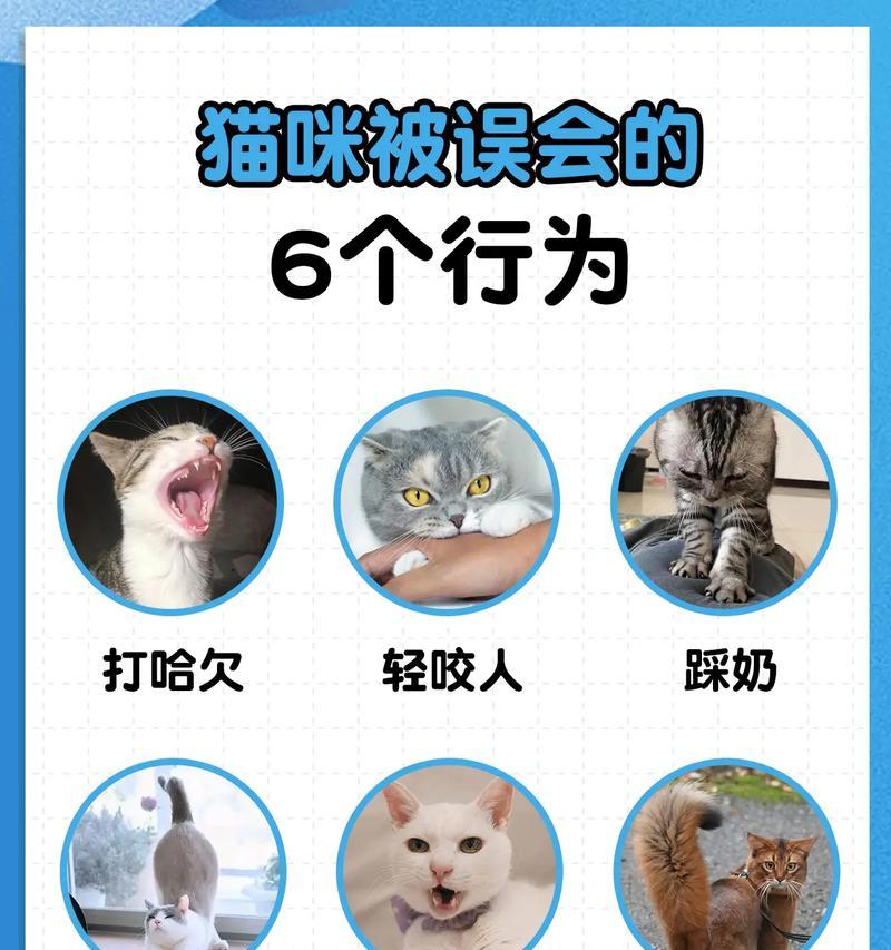 养猫禁区（保护你的猫咪健康快乐的15个要点）
