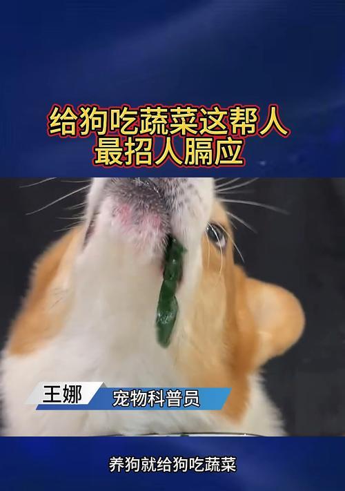 以泰迪狗狗能吃的蔬菜有哪些？（给你的泰迪狗狗提供健康膳食的蔬菜选择！）