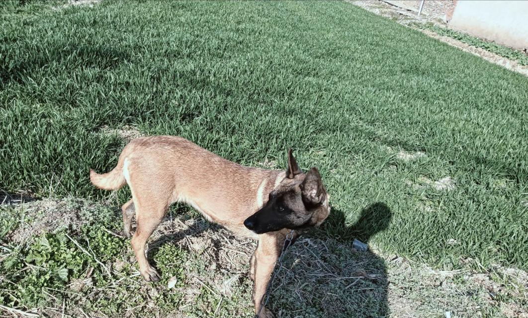 湖北地区正规犬舍盘点（一览湖北地区优质犬舍，寻找理想宠物伙伴）