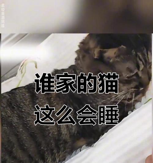 猫咪的梦幻世界——睡眠时光有多久（解密猫咪的睡眠时长及其对健康的影响）