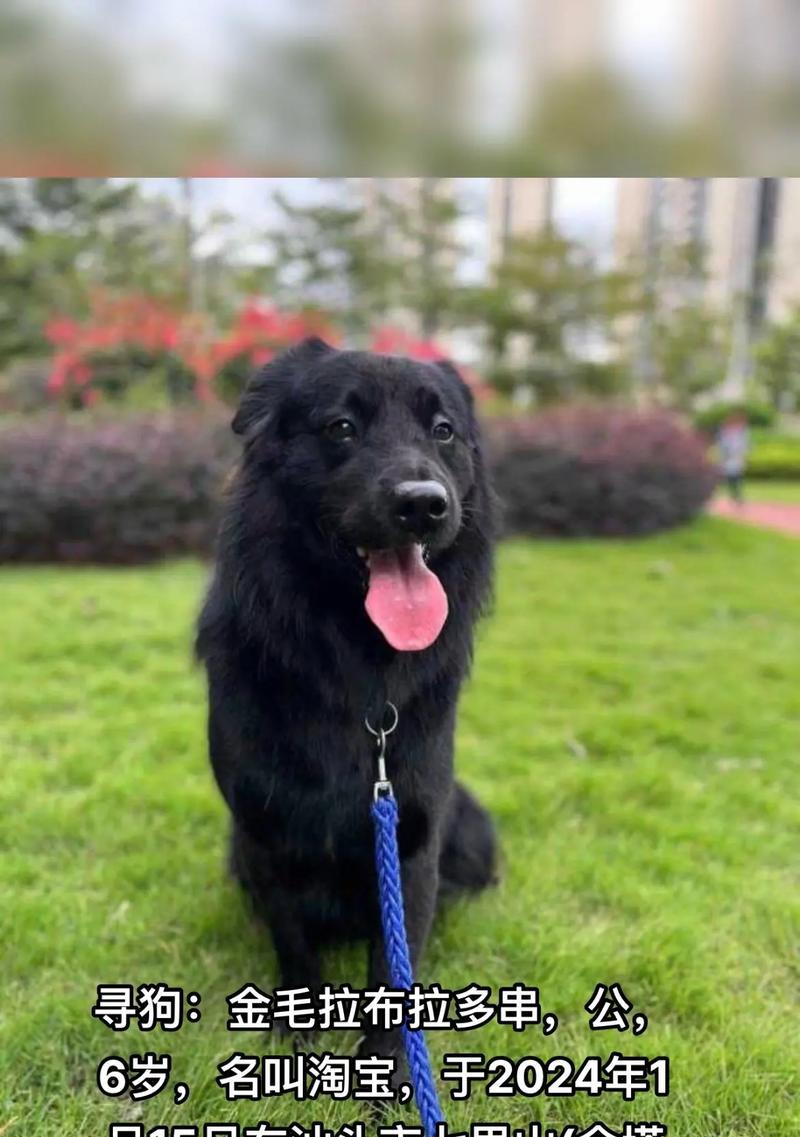 探讨金毛犬的价格及区别（了解普通金毛和纯种金毛的价格以及其特点与区别）