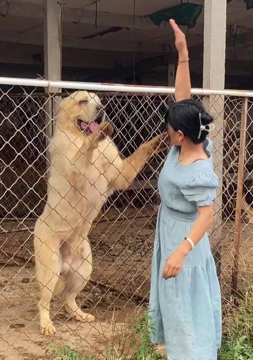 大型犬适合家养的理由与建议（为您介绍适合家庭饲养的大型犬品种及相关知识）