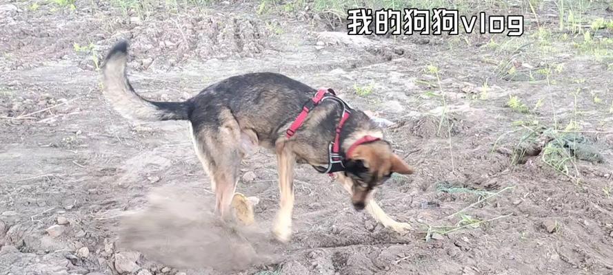 揭秘狗狗喜欢刨地的5个原因（探索狗狗刨地行为背后的奥秘）