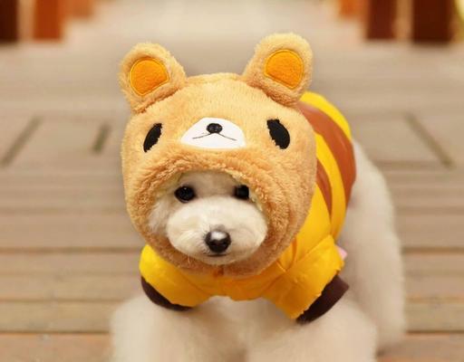 犬副流感的治疗时间究竟需要多久？（掌握治疗犬副流感的关键，让宠物早日康复）
