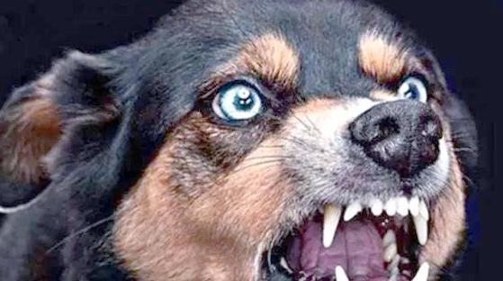 狗狂犬病的症状及防治方法（了解狂犬病的早期征兆，保护你和你的宠物）
